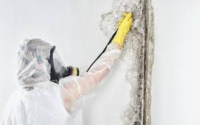 Why You Should Choose Our Mold Remediation Services in Lake Worth, TX